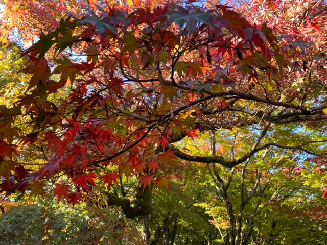 東福寺通天橋の紅葉2021.11.7